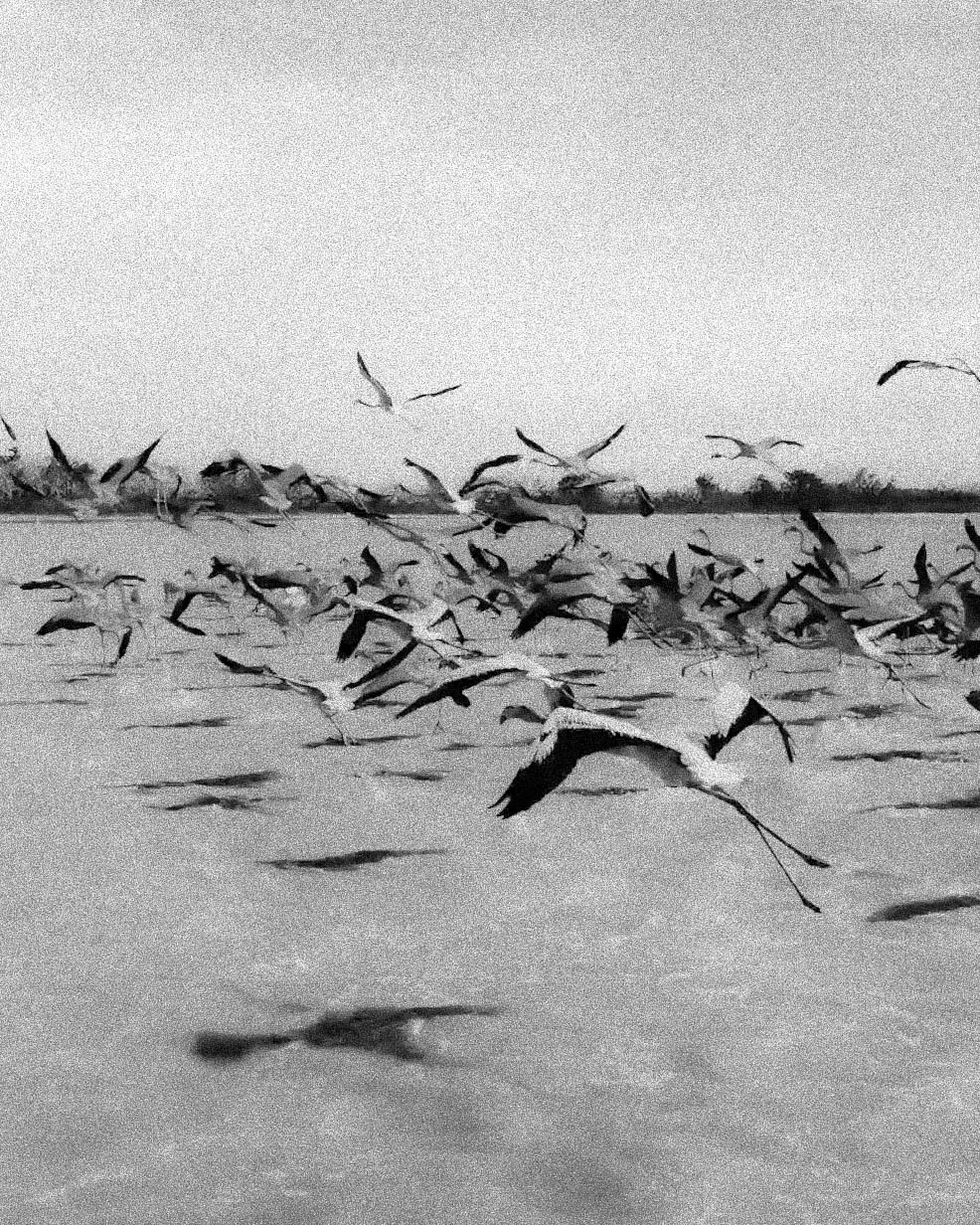 Pink flamingos, by Marie Robert